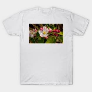 Apple Blossom Panorama (2) T-Shirt